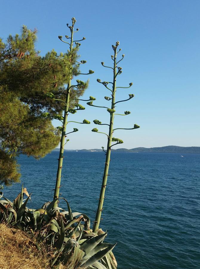 Green Hostel Zadar Eksteriør bilde